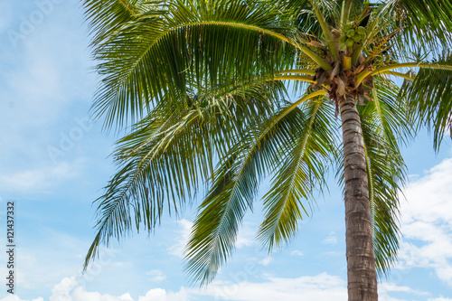 Coconut palm tree on Beautiful Tropical beach