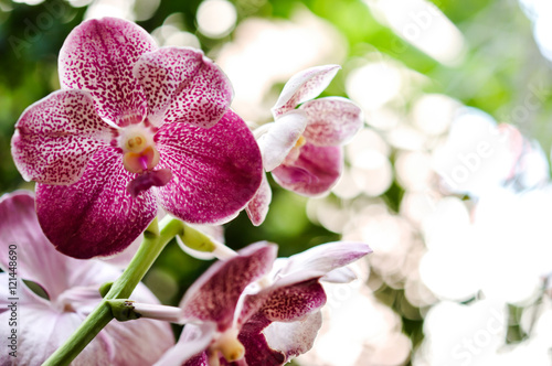 Beautiful pink purple Orchid, Vanda hybrids in garden 