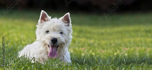Website banner of a funny dog puppy as looking in the grass