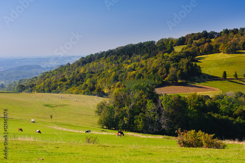 Krajobraz wiejski z krowami