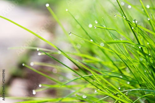 Green grass on raindrops