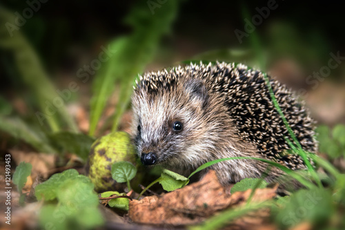 little young hedgehog (Erinaceus europaeus) in autumn forest looking for food