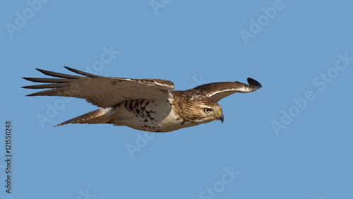 Red-tailed hawk isolated on a blue background in flight hunting in Canada