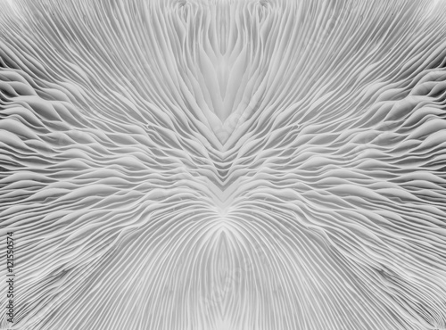 black and white abstract background macro image of mushroom, Sajor-caju Mushroom