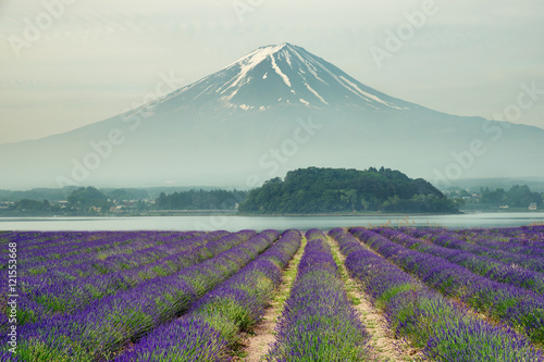 Mt.fuji and purple color of lavender at lake Kawaguchiko in Japan.