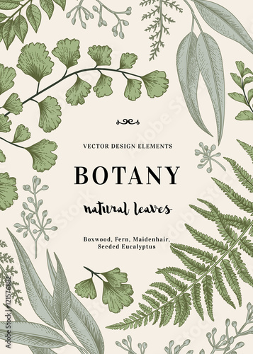 Botanical illustration with leaves.