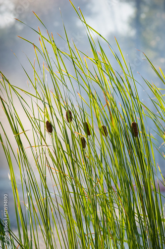 buds bulrush opposite sunlight