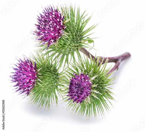 Prickly heads of burdock flowers on a white background.