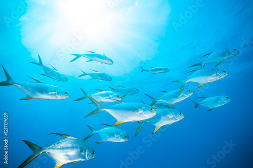 Flock of fish in ocean