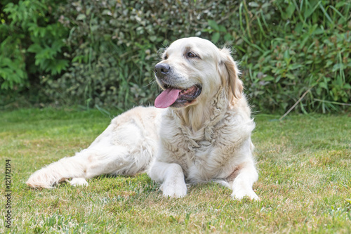 Portrait of the Golden Retriever dog with protruding tongue is lying on the lawn. The dog is looking ahead. Green plants are in the background. Horizontally. 