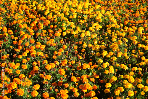 Large flowerbed with yellow and orange marigolds