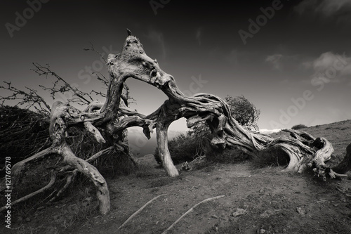 Battle Dragons.Juniper tree Canarian. El Hierro. Canary Islands