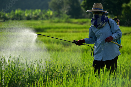 Farmer spraying pesticide on a field of white .