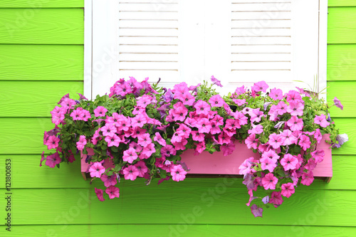 petunia flowers 