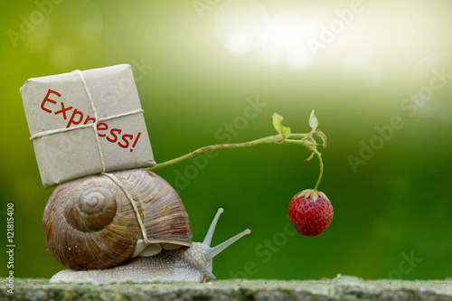 Schneckenpost, Schnecke mit Paket auf dem Schneckenhaus