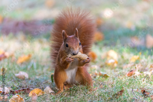 Eichhörnchen mit Erdnuss im Herbstlaub