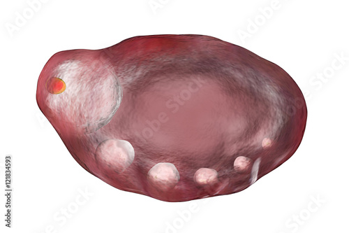 Ovary with follicules illustration