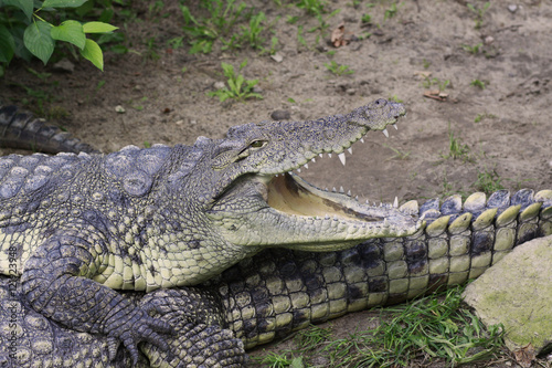 Krokodyl z otwartą paszczą