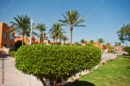 Bush background palms of garden of resort