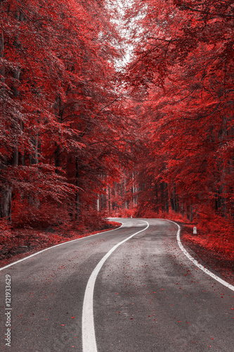 Jesieni droga przez czerwieni opuszcza las