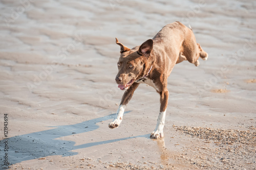 playful crazy dog running on a sandy beach