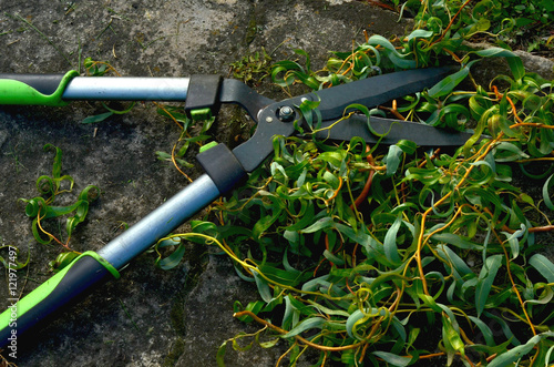 Garden shears - branches pruning