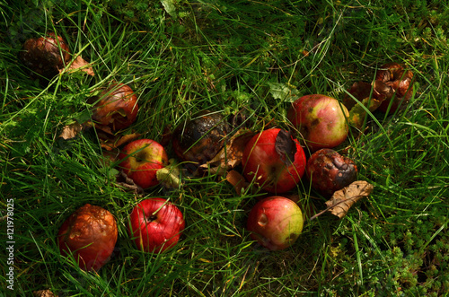 Rotten apples in the grass