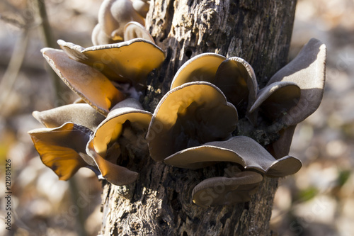 Brown mushrooms in the sunlight on a tree