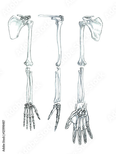 Hand drawn medical illustration drawing with imitation of lithography: Bones of the upper extremity 