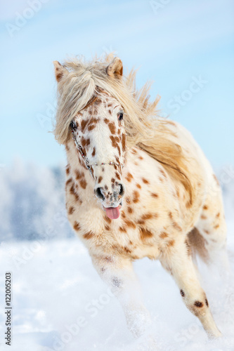 Appaloosa horse runs gallop on the meadow in winter