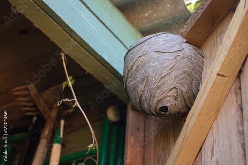 Empty wasp's nest stuck to the wooden door of the shed
