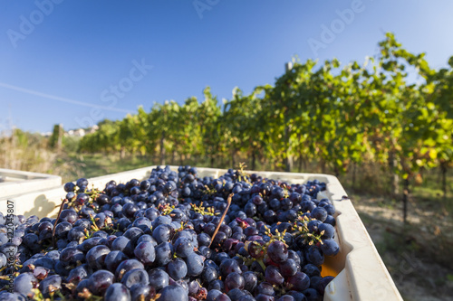 Grape harvest in a vineyard. Blue sky background 