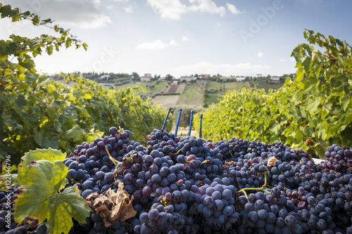 Grape harvest between a vineyard. Blue sky background with clouds