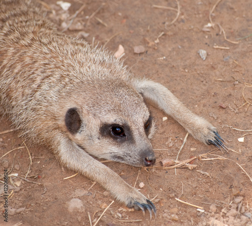 Meerkat resting on ground on a hot summer day