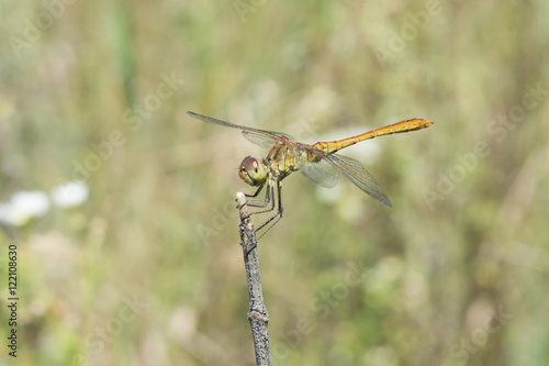 Dragonfly basking3
