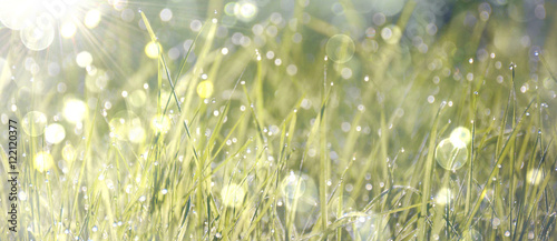 Natur Hintergrund - Sonnenaufgang - Gras mit Tautropfen 