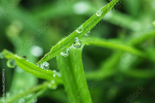 Dew drops on green grass leaf background