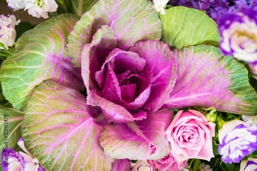 Ornamental Cabbage, Colorful cabbage.