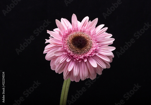 Close up of pink gerbera flower
