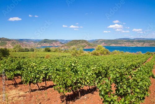 Weinanbau im Languedoc