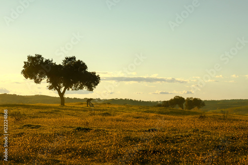 Landscape with one Tree