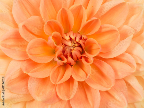 Full frame close up of an orange blooming chrysanthemum flower
