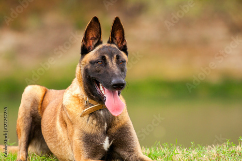 Belgian Malinois young puppy 