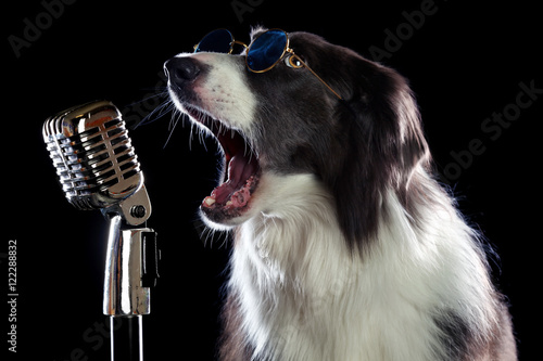 Beatiful border collie dog singing into a microphone