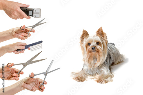 Cute Yorkshire Terrier is lying and looking at the camera. Hands holding a variety of equipment for grooming are in the left side of the photo. All is isolated on the white background. 
