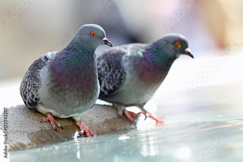 Pigeons à une fontaine