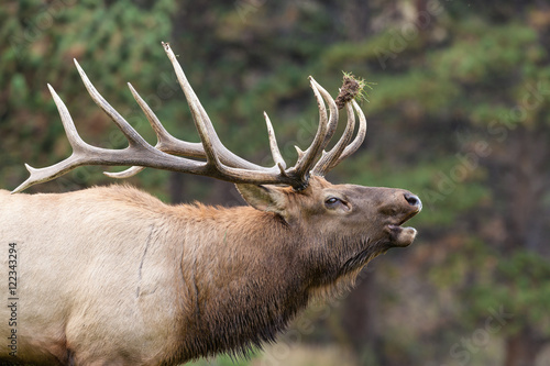Bull Elk Bugling