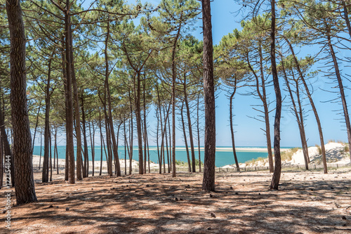 Pinède dans le bassin d'Arcachon