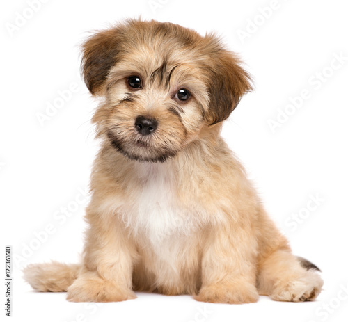 Cute sitting havanese puppy dog - isolated on white