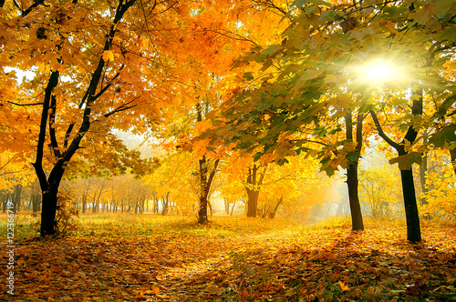 colorful trees in sunny autumn forest. natural background